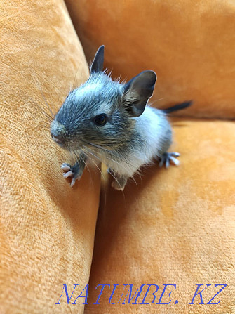 Colored degu squirrels Almaty - photo 4