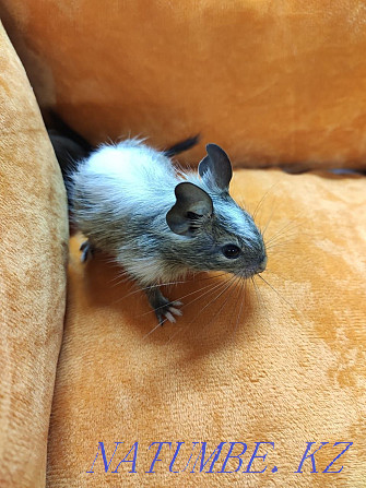 Colored degu squirrels Almaty - photo 3