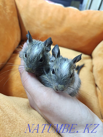 Colored degu squirrels Almaty - photo 1