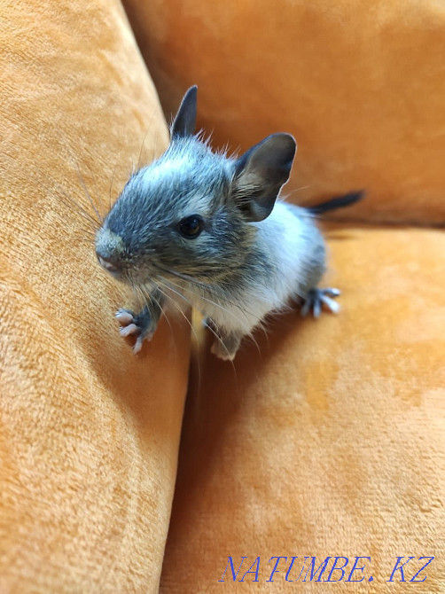 Colored degu squirrels Almaty - photo 4