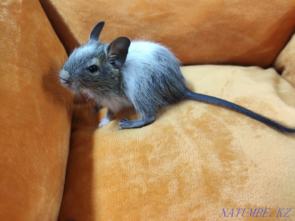 Colored degu squirrels Almaty - photo 2