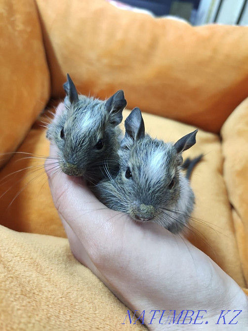Colored degu squirrels Almaty - photo 1