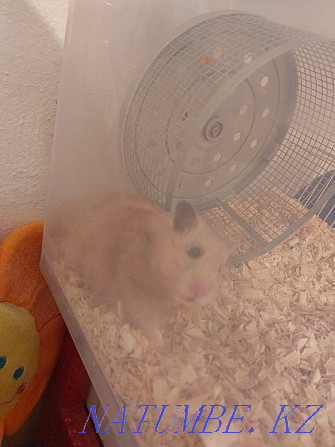 hamster satylada 6000 tenge 2 Almaty - photo 1