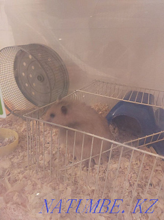 hamster satylada 6000 tenge 2 Almaty - photo 2