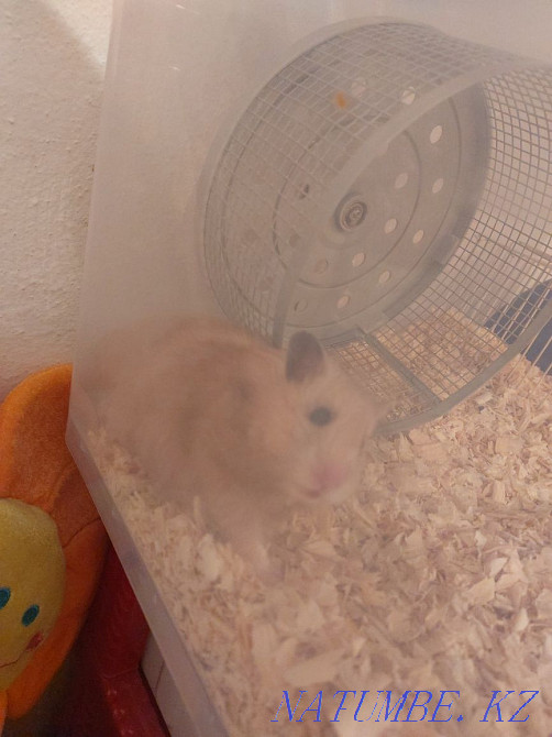 hamster satylada 6000 tenge 2 Almaty - photo 1