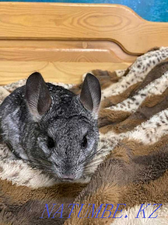 Chinchilla (boy) 1.7 years gray standard. Karagandy - photo 2