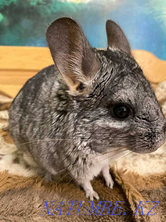 Chinchilla (boy) 1.7 years gray standard. Karagandy - photo 1