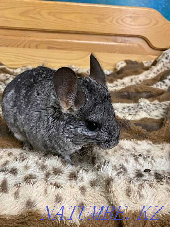 Chinchilla (boy) 1.7 years gray standard. Karagandy - photo 3