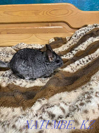 Chinchilla (boy) 1.7 years gray standard. Karagandy - photo 4