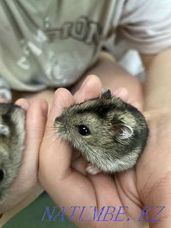 Djungarian hamsters Almaty - photo 3