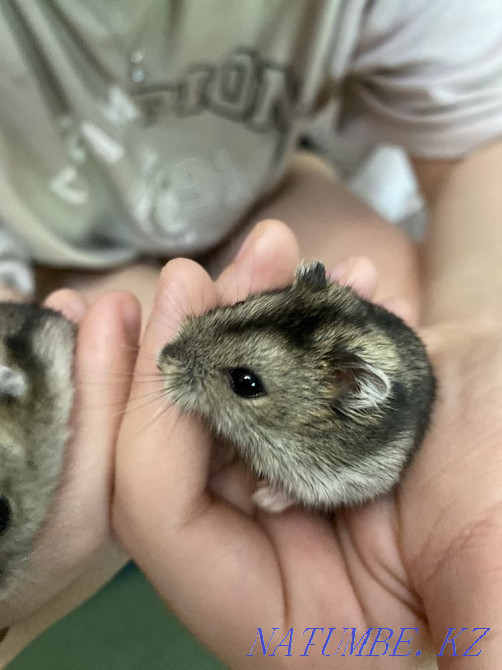 Djungarian hamsters Almaty - photo 3