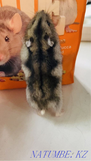 Djungarian hamsters Almaty - photo 2