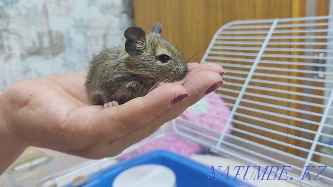 Degu, Chilean squirrel Almaty - photo 1