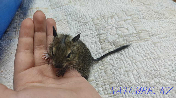 Degu, Chilean squirrel Almaty - photo 6