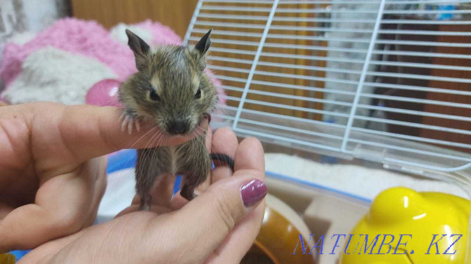 Degu, Chilean squirrel Almaty - photo 2