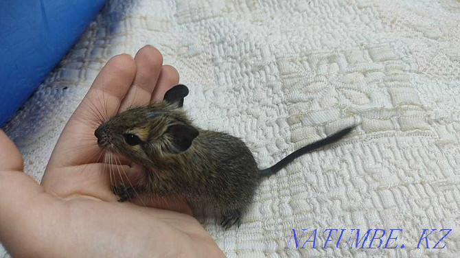 Degu, Chilean squirrel Almaty - photo 7