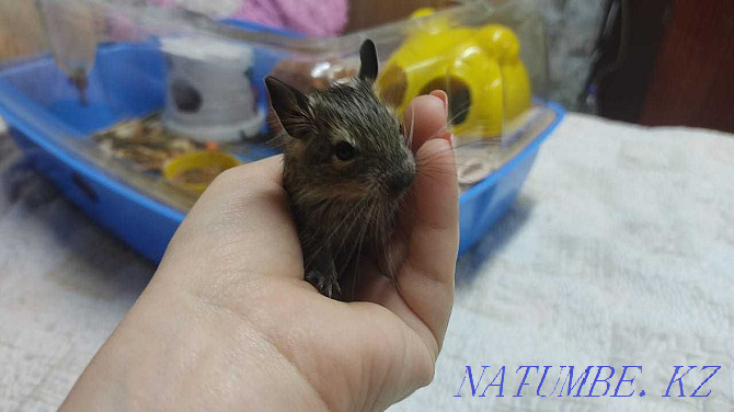 Degu, Chilean squirrel Almaty - photo 8