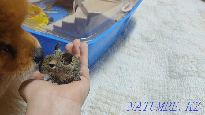 Degu, Chilean squirrel Almaty - photo 5