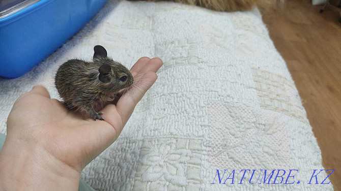 Degu, Chilean squirrel Almaty - photo 4