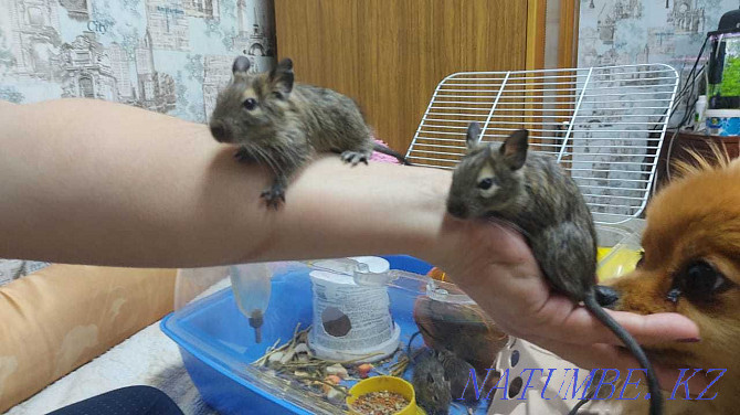 Degu, Chilean squirrel Almaty - photo 3