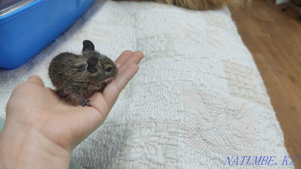 Degu, Chilean squirrel Almaty - photo 4