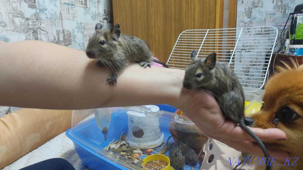 Degu, Chilean squirrel Almaty - photo 3