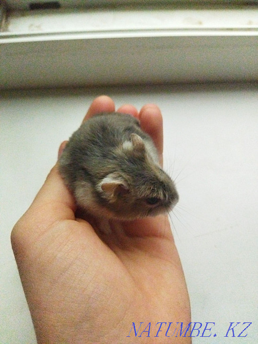 Djungarian hamster Almaty - photo 1