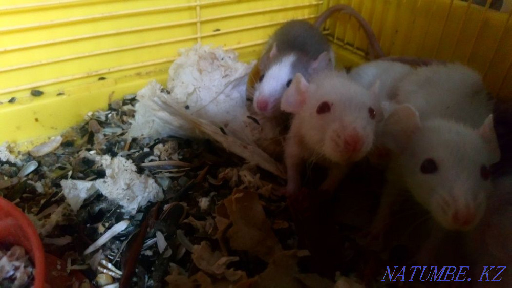 Adorable Dumbo Rat Cubs Almaty - photo 1