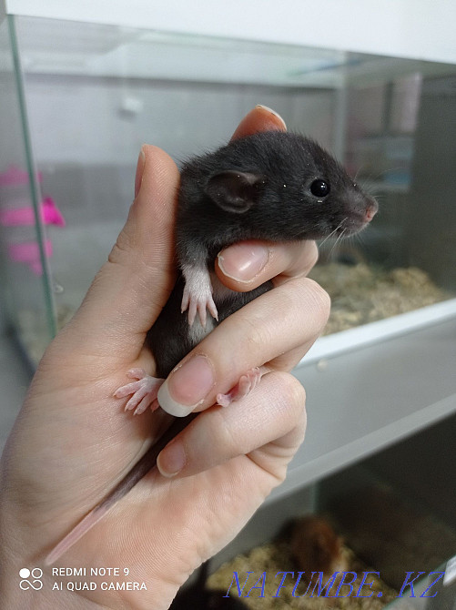 Young rats, females Astana - photo 1