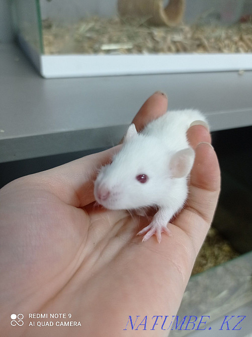 Young rats, females Astana - photo 2
