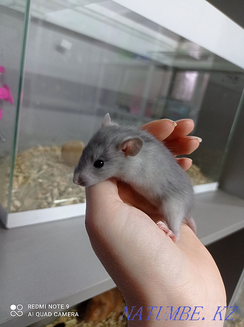 Young rats, females Astana - photo 4