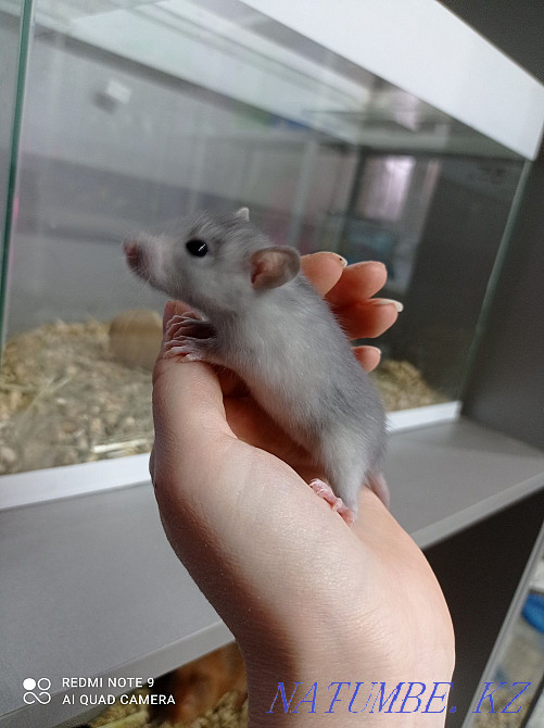 Young rats, females Astana - photo 3