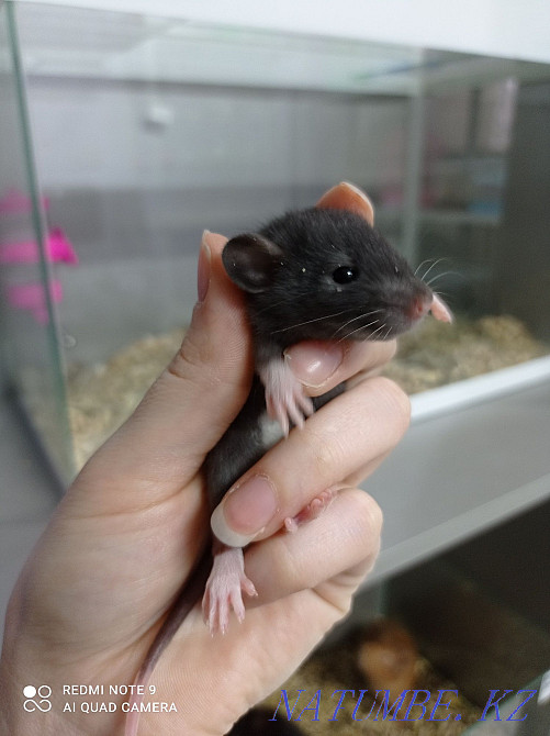 Young rats, females Astana - photo 5