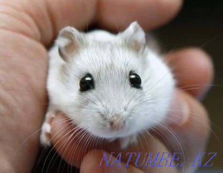 Hamsters jungariki Astana - photo 1