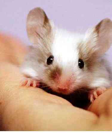 Сатиновые мышки маленькие Тельмана