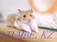 Hamsters from 1 month old Astana - photo 1
