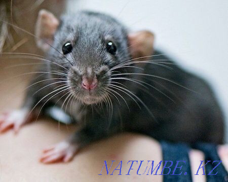 Decorative rats from 3 weeks Astana - photo 1