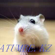 Djungarian hamsters Astana - photo 1