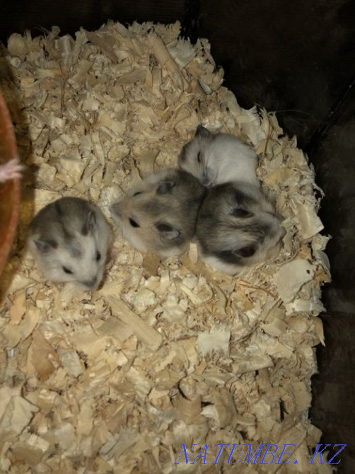 Hamsters, light gray Astana - photo 1