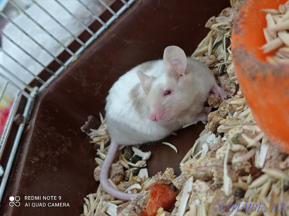Beautiful satin mouse Astana - photo 2