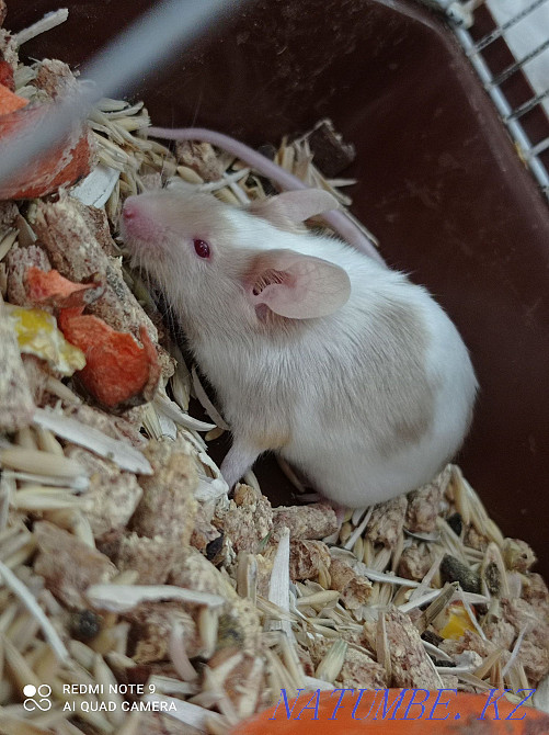 Beautiful satin mouse Astana - photo 1