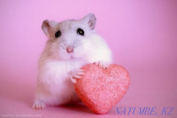 Light Djungarian hamsters (Djungarians) Astana - photo 1