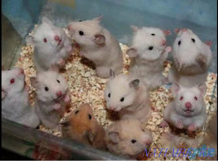 Syrian hamsters Astana - photo 1