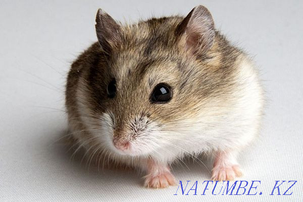 Djungarian hamsters Astana - photo 1
