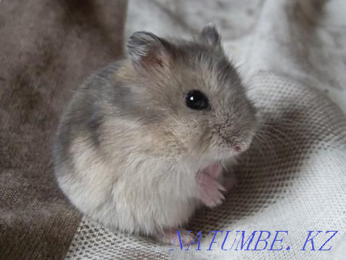 Djungarian hamsters Astana - photo 2