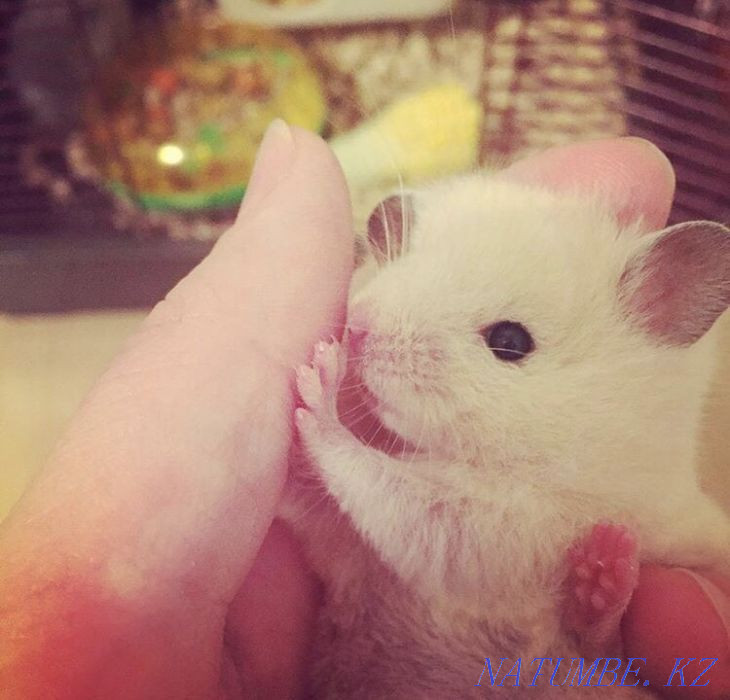 Syrian hamsters light color Astana - photo 1
