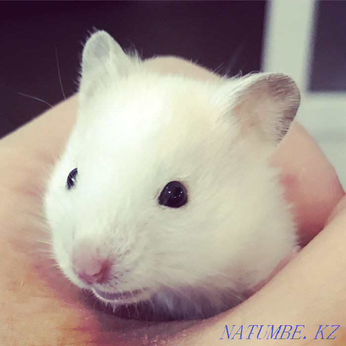 Syrian hamsters light color Astana - photo 3