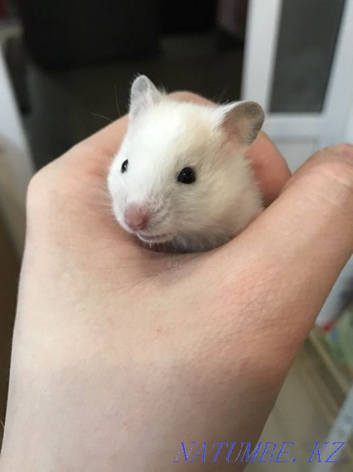 Syrian hamsters light color Astana - photo 4