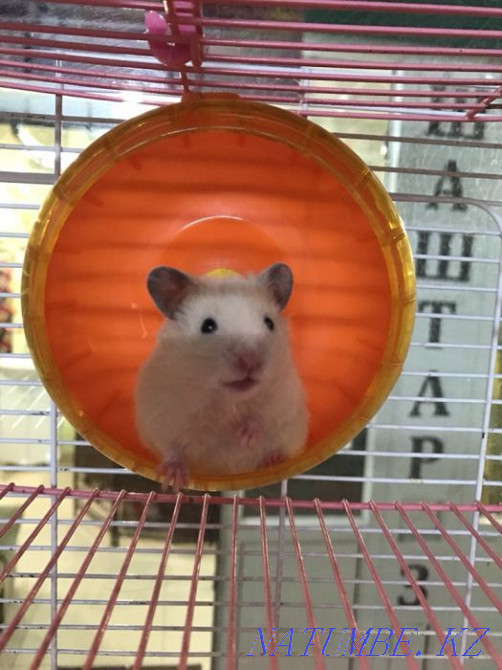 Syrian hamsters light color Astana - photo 2