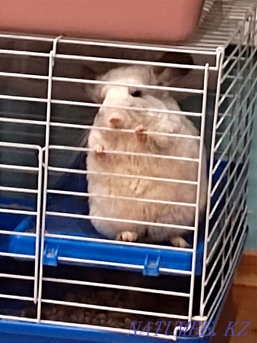 Chinchilla white girl Almaty - photo 1